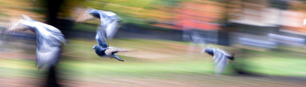 birds in flight, blured background