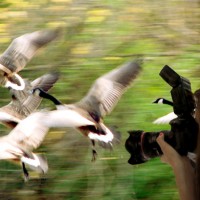 Liz photographs geese (cc by-sa laurelrusswurm)